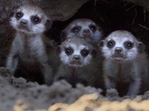 فيلم Meet The Meerkats 2020 مترجم