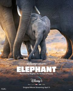 فيلم Elephant 2020 مترجم